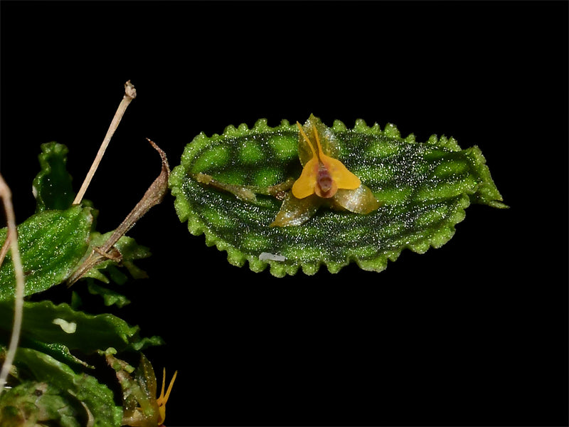 Lepanthes tortuosa x Lths. volador