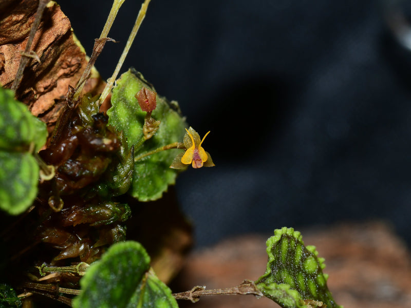 Lepanthes tortuosa x Lths. volador