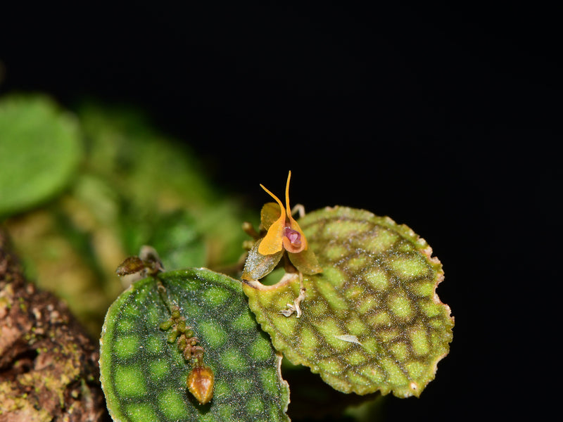 Lepanthes tortuosa x Lths. volador