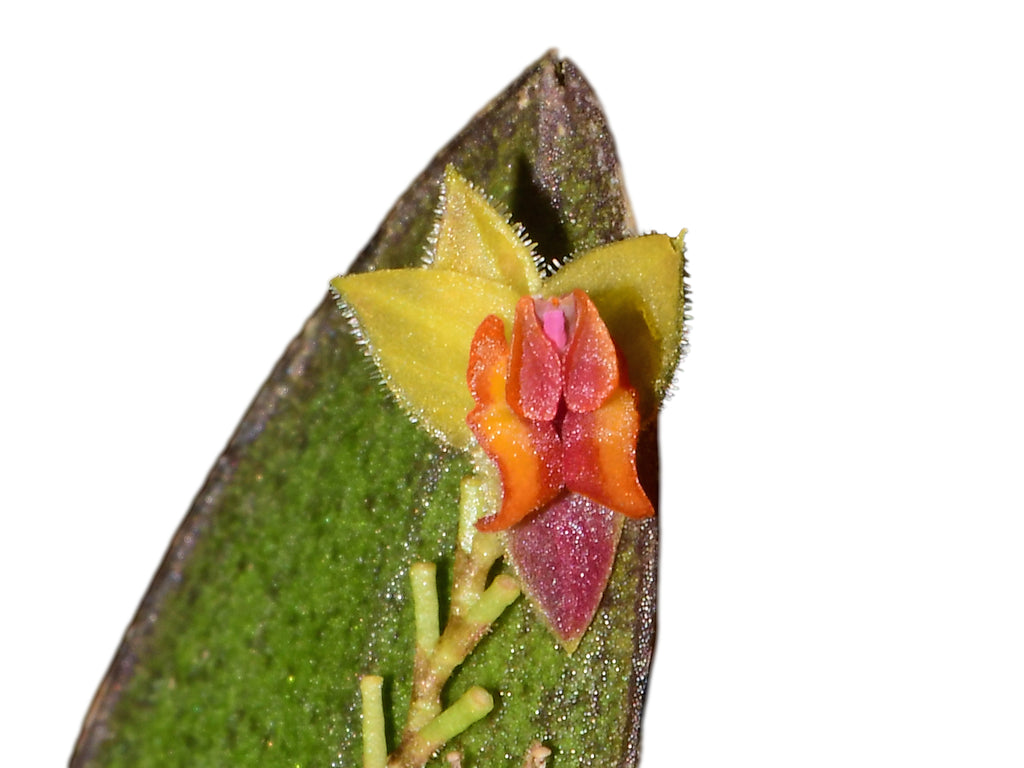 Lepanthes tracheia – Intermediate Miniature Species Orchid from
