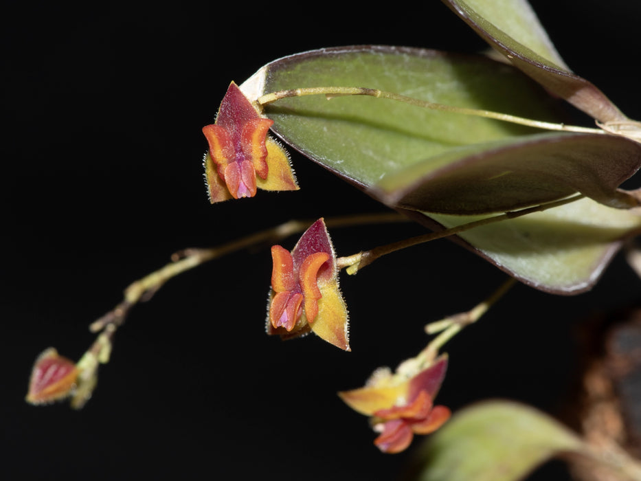 Lepanthes tracheia red x orange