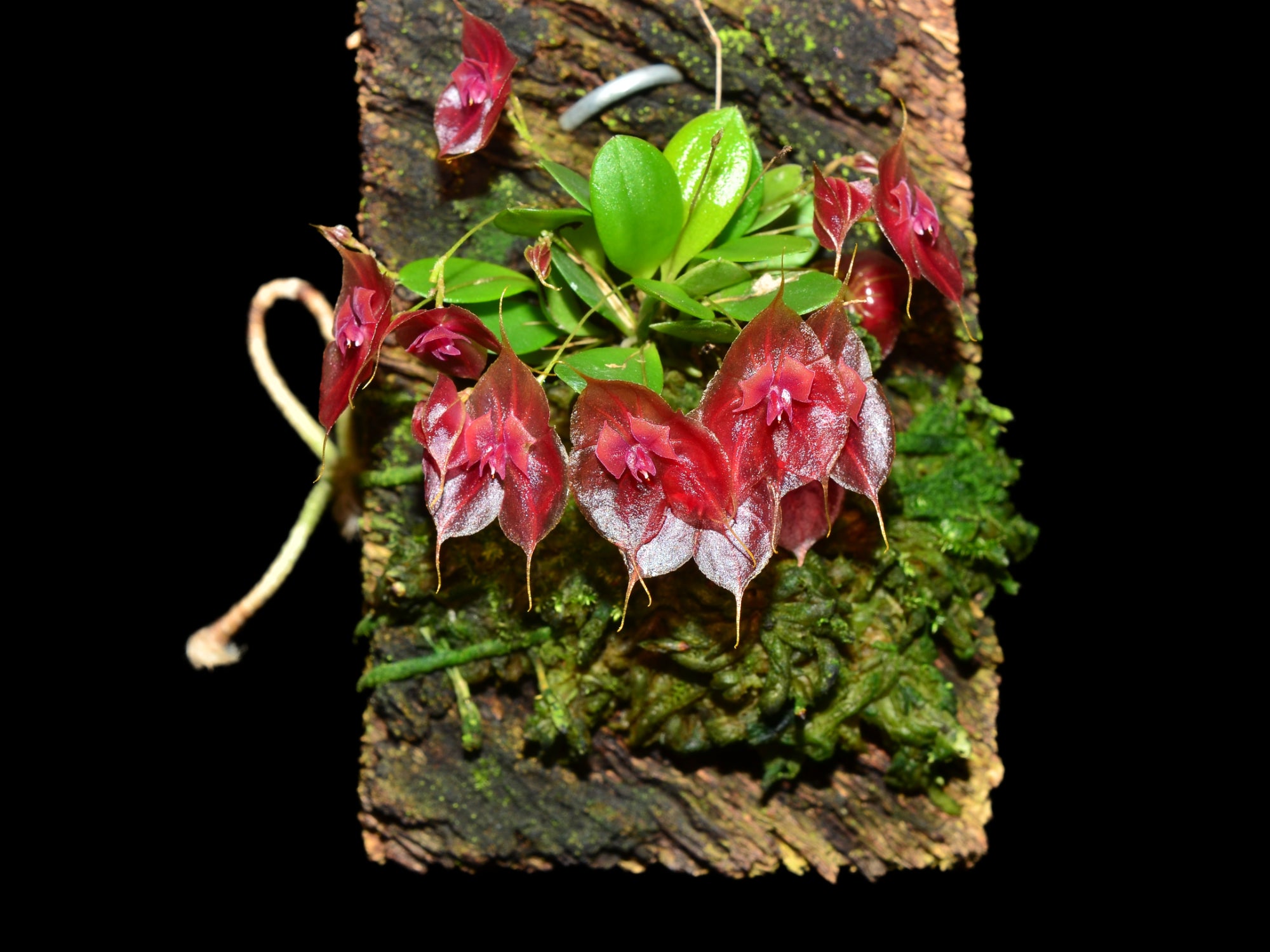Lepanthes tsubotae – Floriferous Intermediate-Cool Miniature