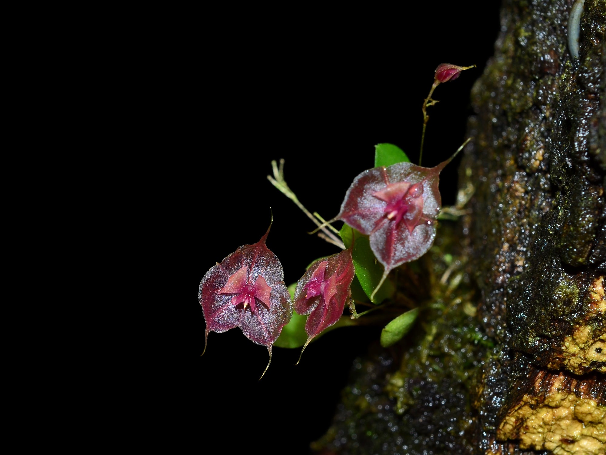 Lepanthes tsubotae – Floriferous Intermediate-Cool Miniature