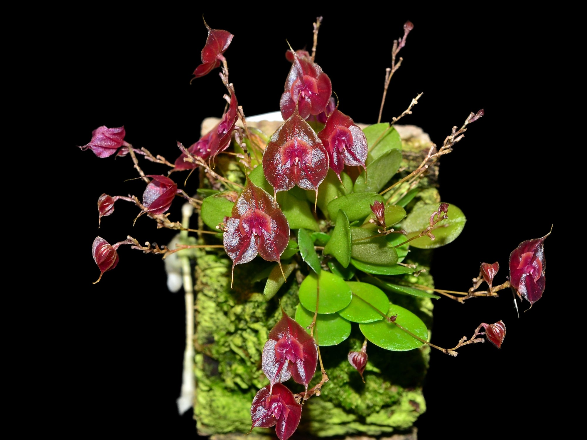 Lepanthes tsubotae レパンテス ツボタエ No.2 ラン・洋蘭・原種・着生