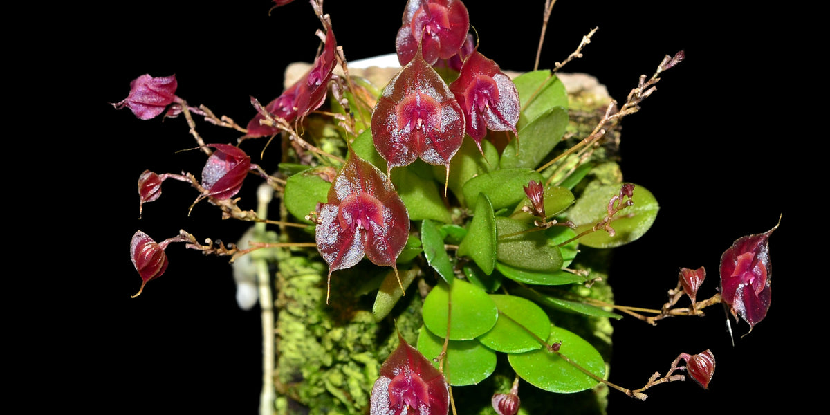 Lepanthes_tsubotae_2_1200x600_