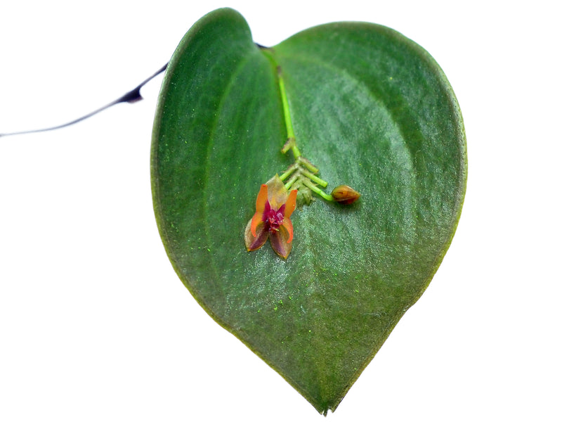 Lepanthes turialvae