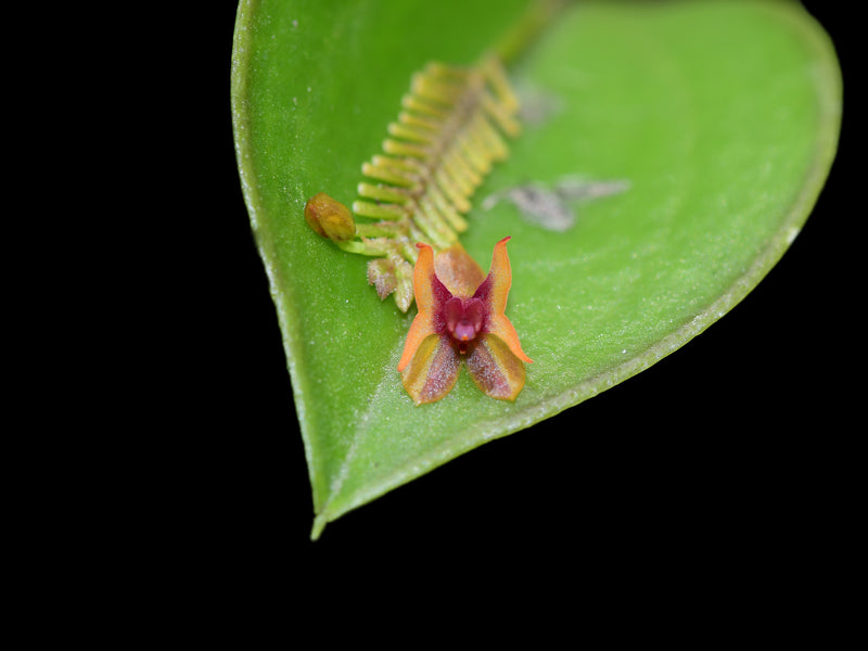 Lepanthes turialvae