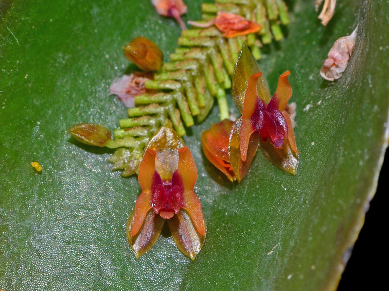 Lepanthes turialvae