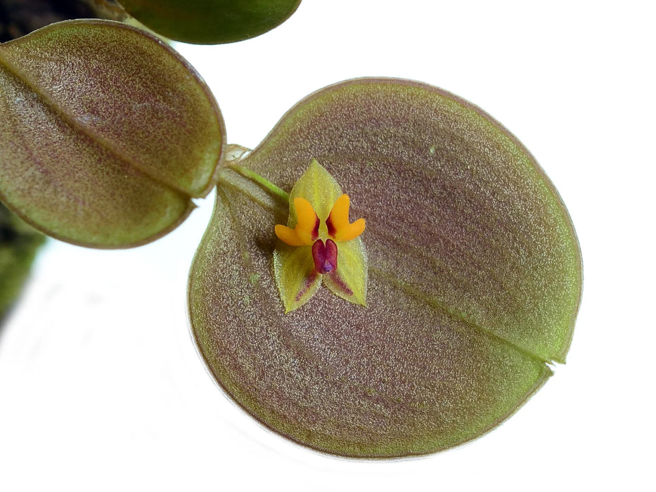 Lepanthes uxoria