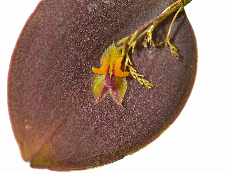 Lepanthes uxoria