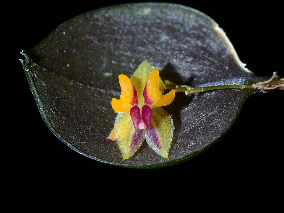 Lepanthes uxoria