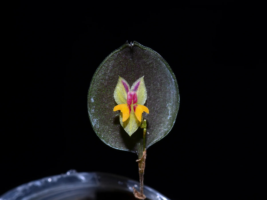 Lepanthes uxoria