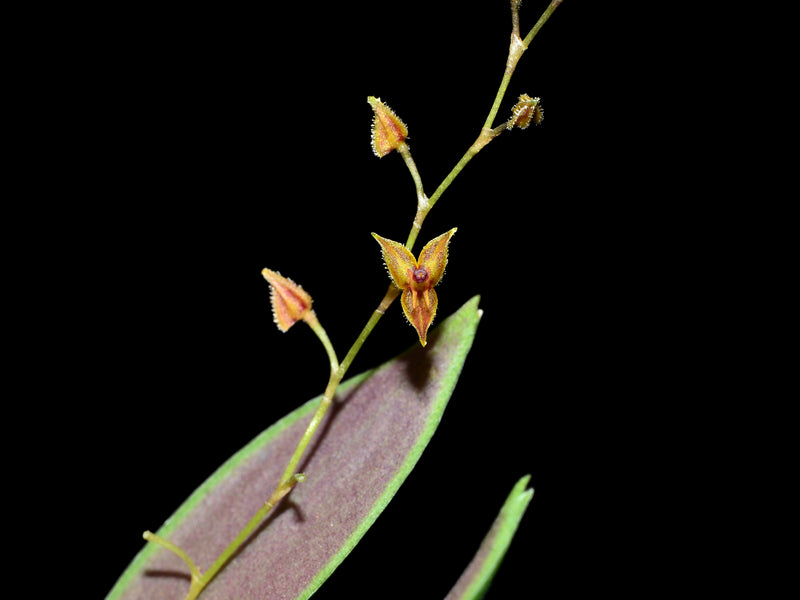 Lepanthes vaginans
