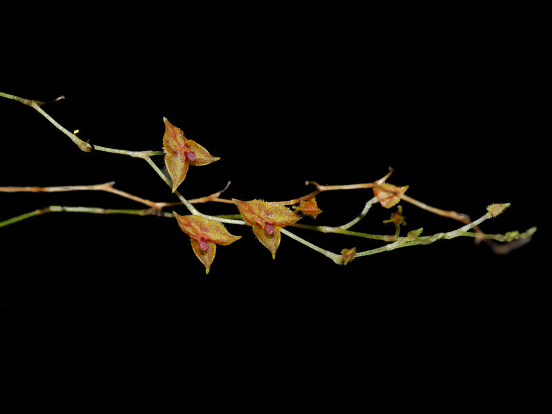 Lepanthes vaginans