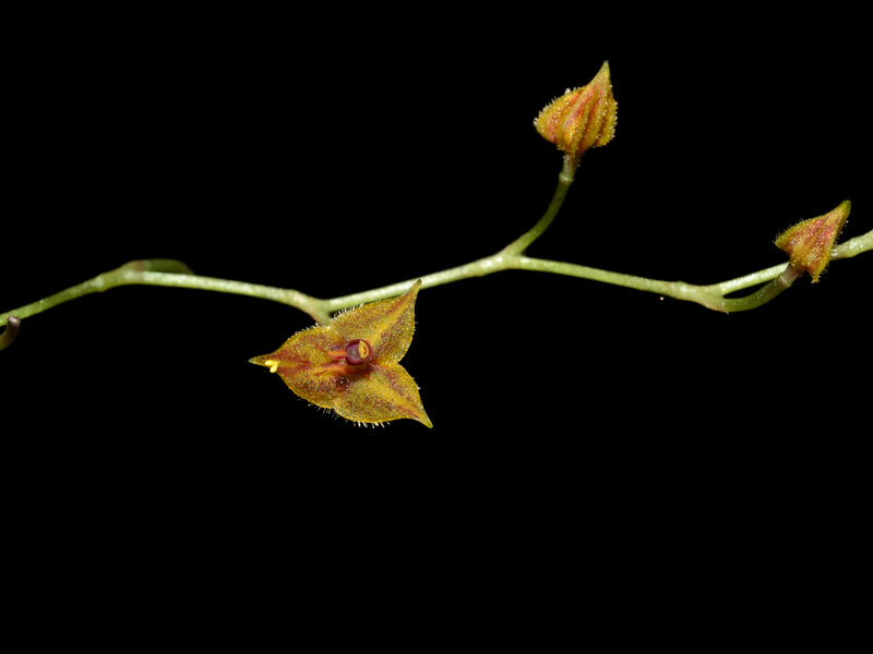 Lepanthes vaginans