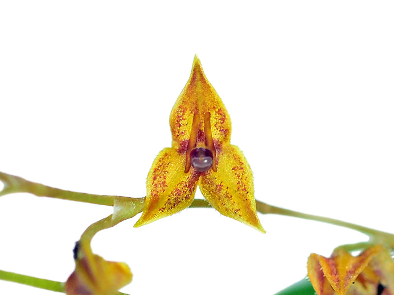 Lepanthes vaginans