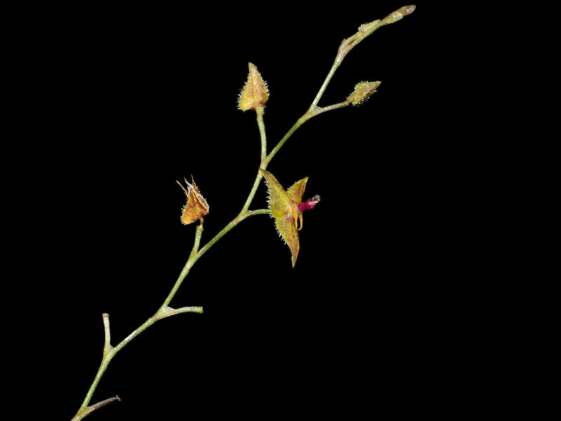 Lepanthes vaginans