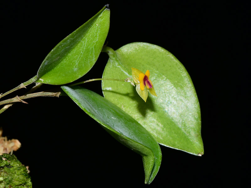 Lepanthes veleziana