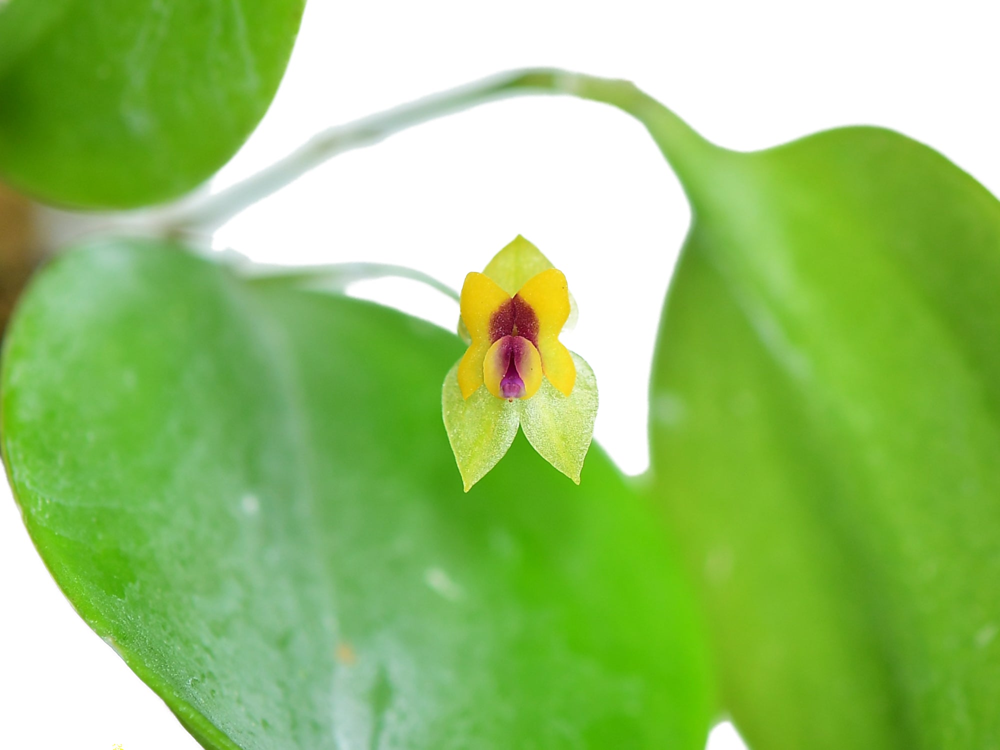 Lepanthes veleziana