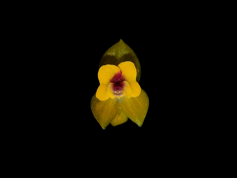 Lepanthes veleziana