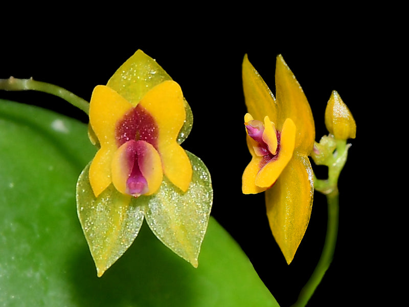 Lepanthes veleziana