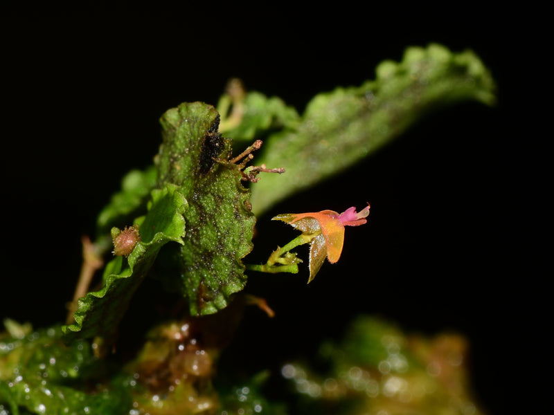 Lepanthes volador