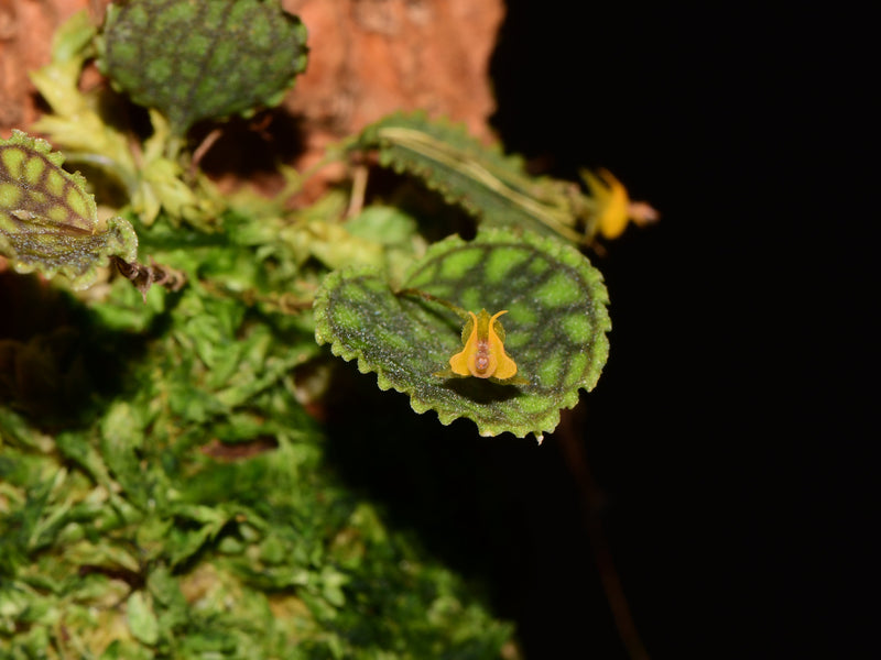Lepanthes volador f. xanthinum