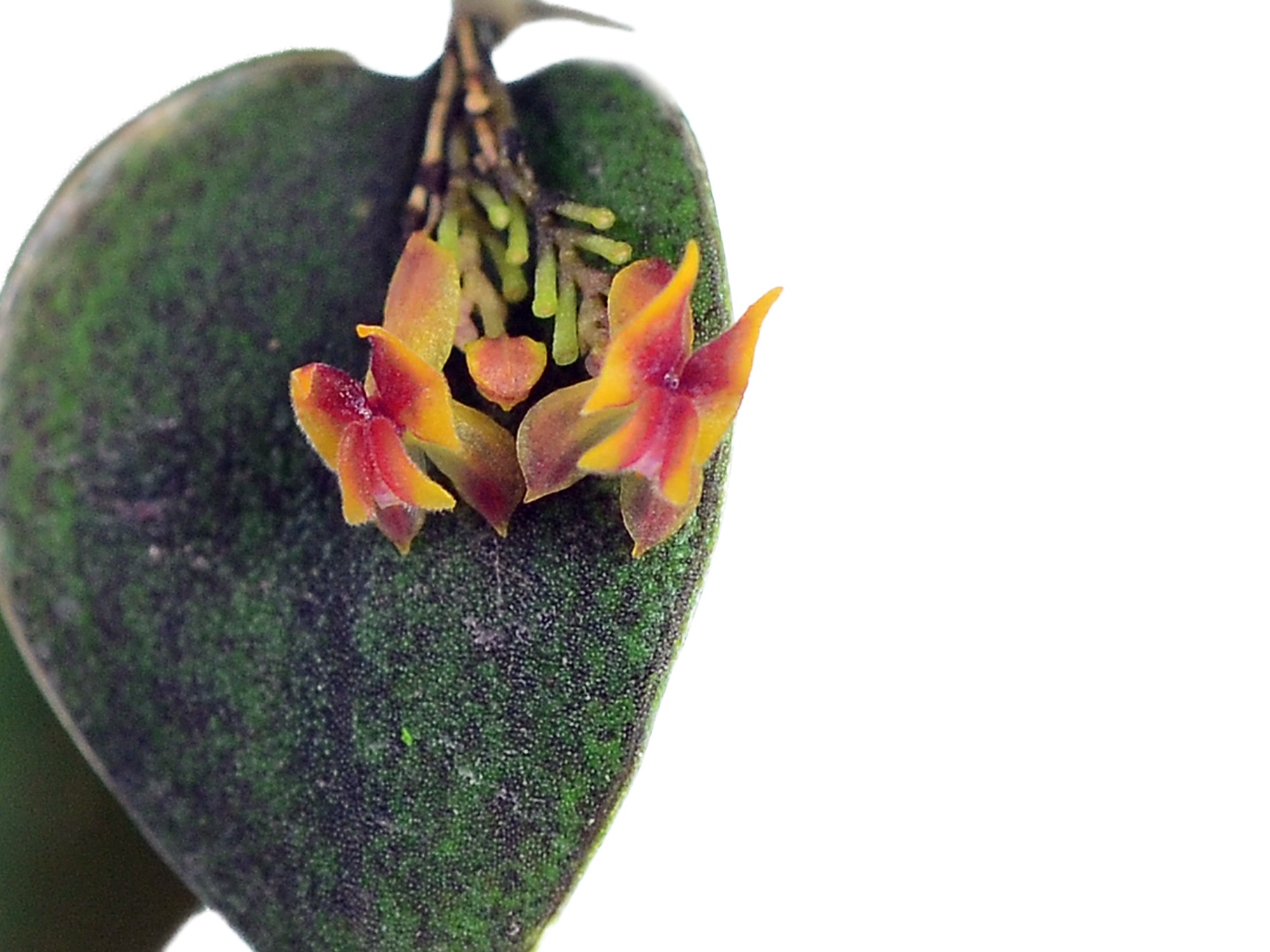 Lepanthes wageneri
