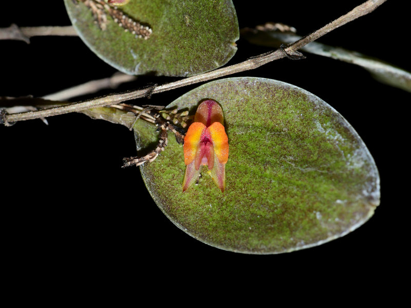 Lepanthes wageneri
