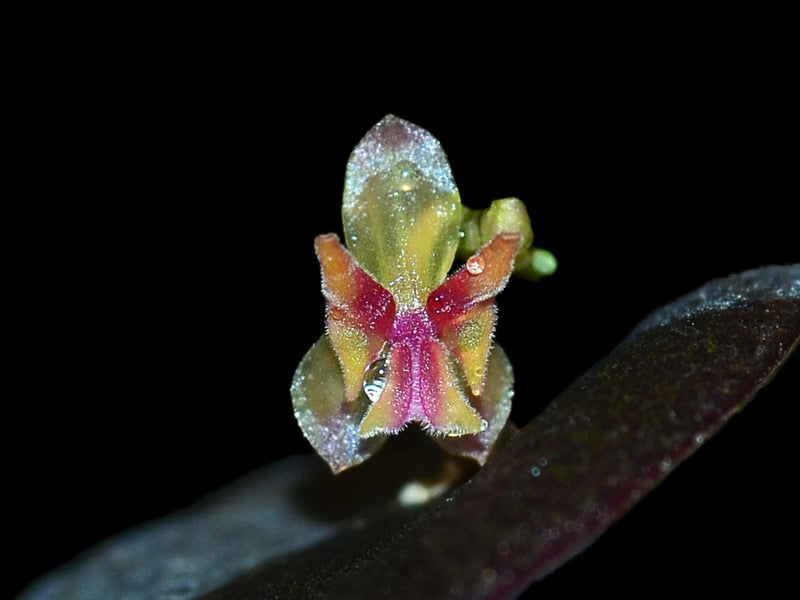 Lepanthes wageneri