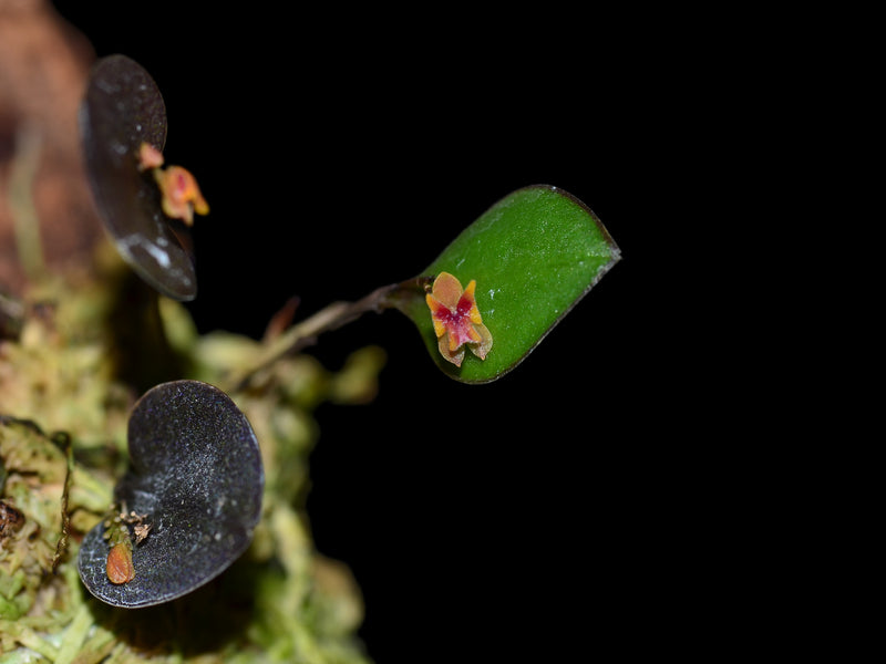 Lepanthes wageneri
