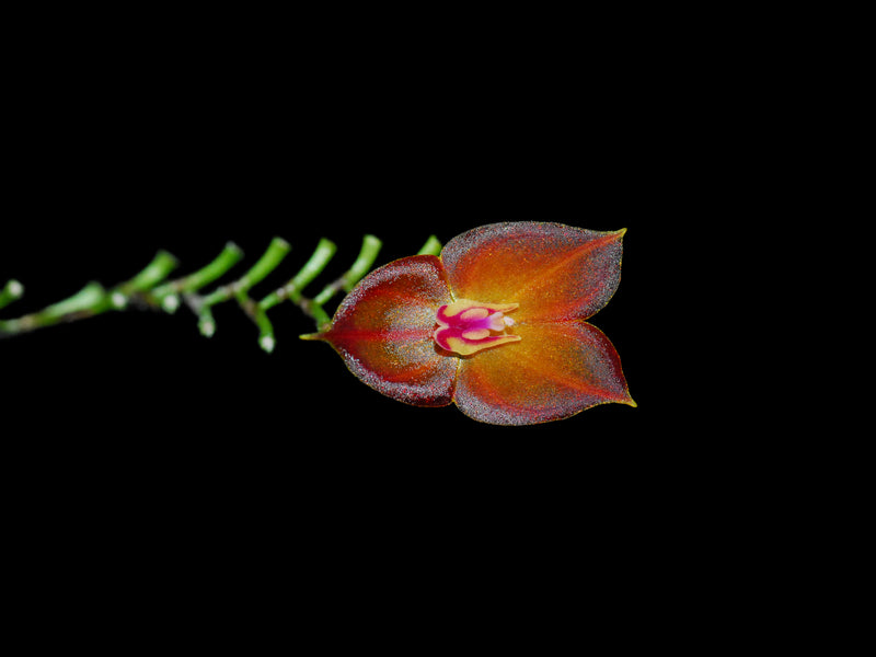 Lepanthes wendlandii