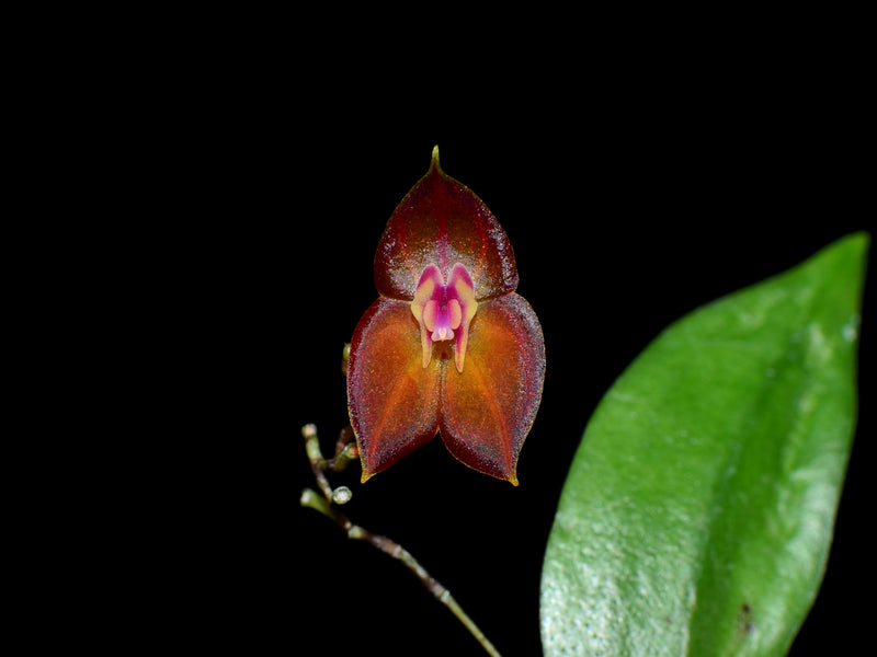 Lepanthes wendlandii