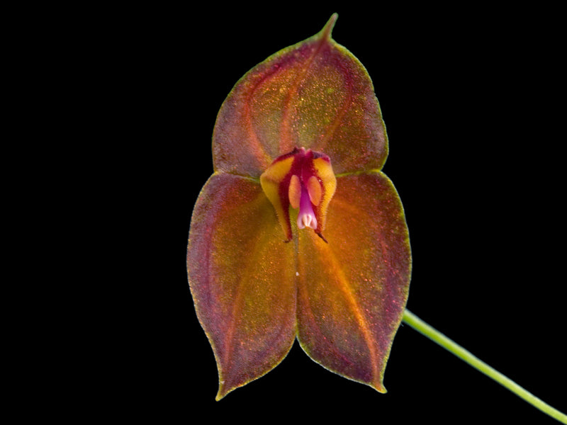 Lepanthes wendlandii