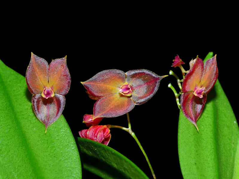 Lepanthes wendlandii