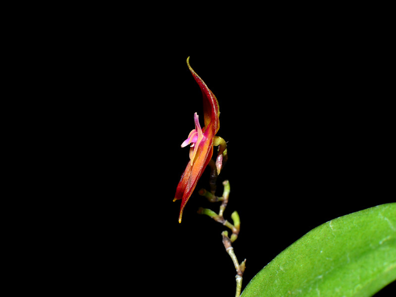 Lepanthes wendlandii