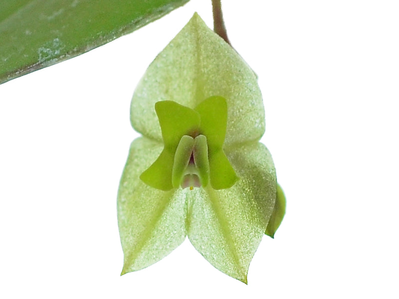 Lepanthes williamsii