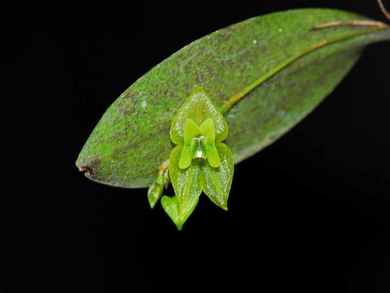 Lepanthes williamsii
