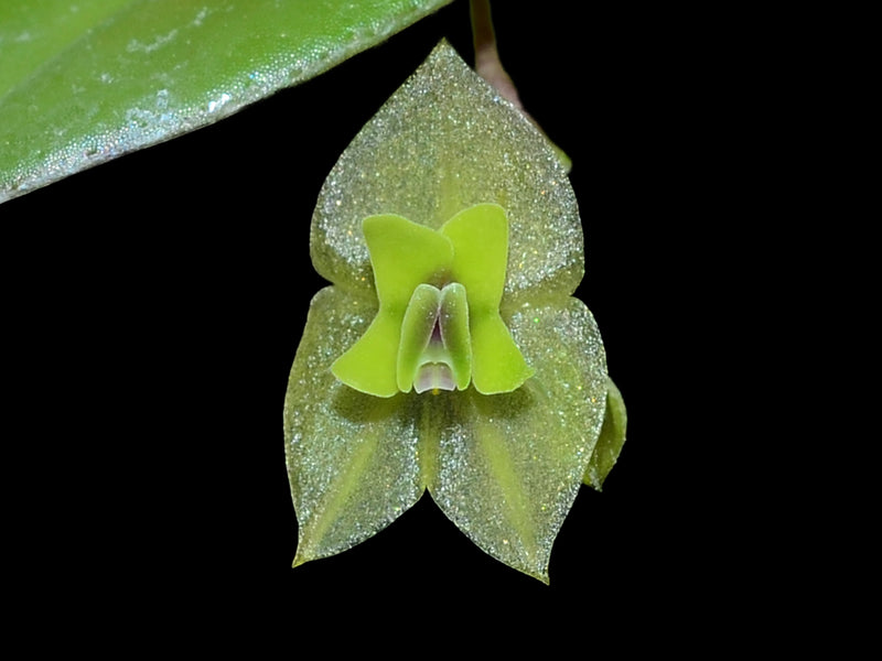 Lepanthes williamsii