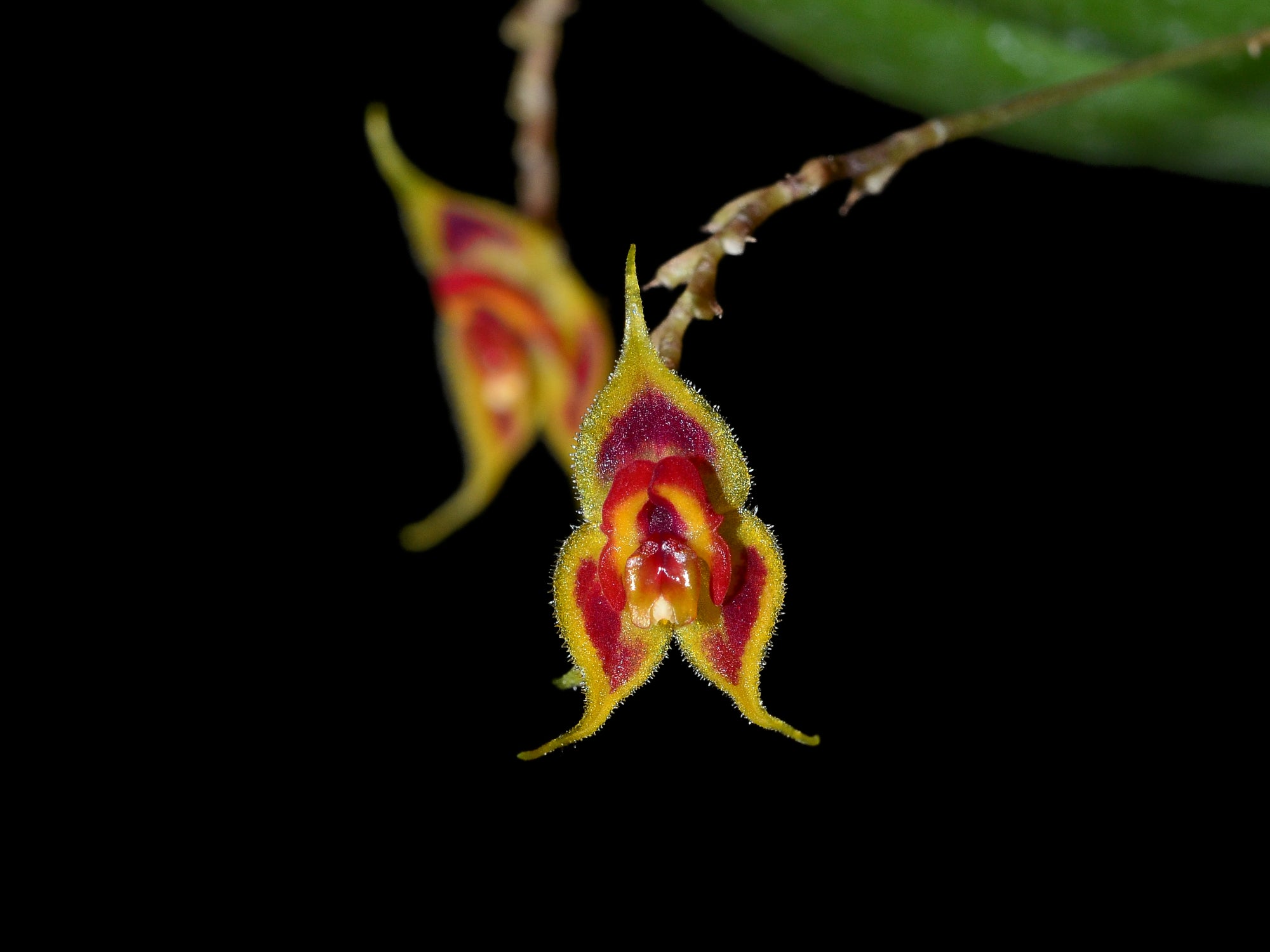 Lepanthes zamorensis – Cool-Growing Miniature Orchid from Ecuador