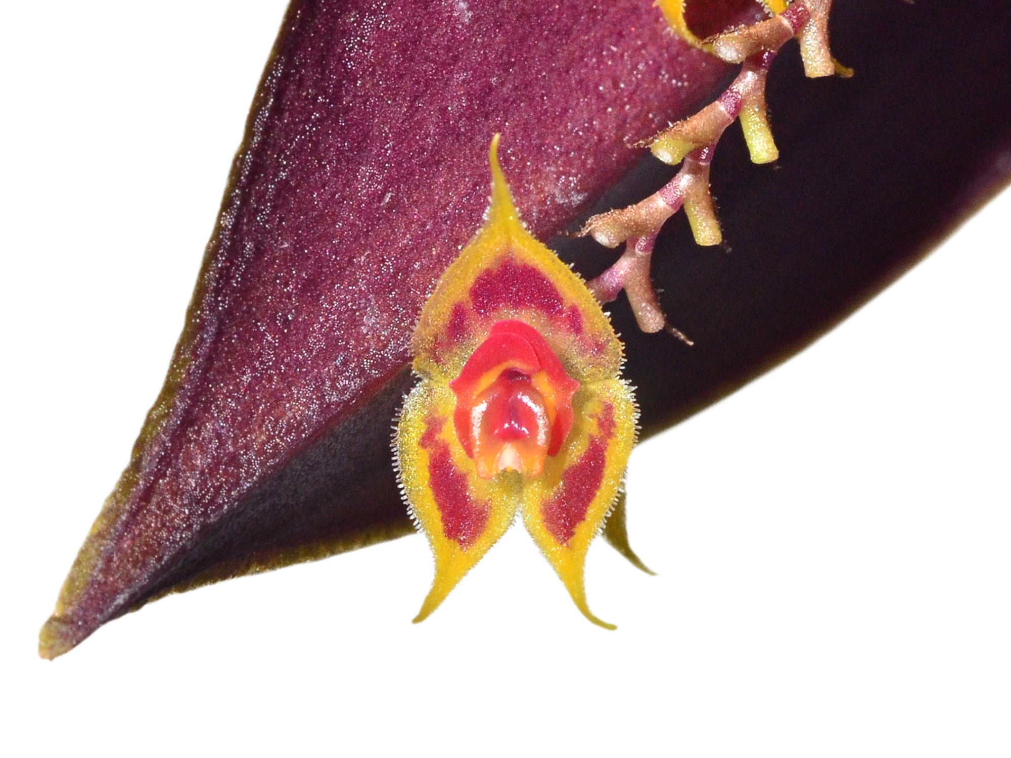 Lepanthes zamorensis – Cool-Growing Miniature Orchid from Ecuador