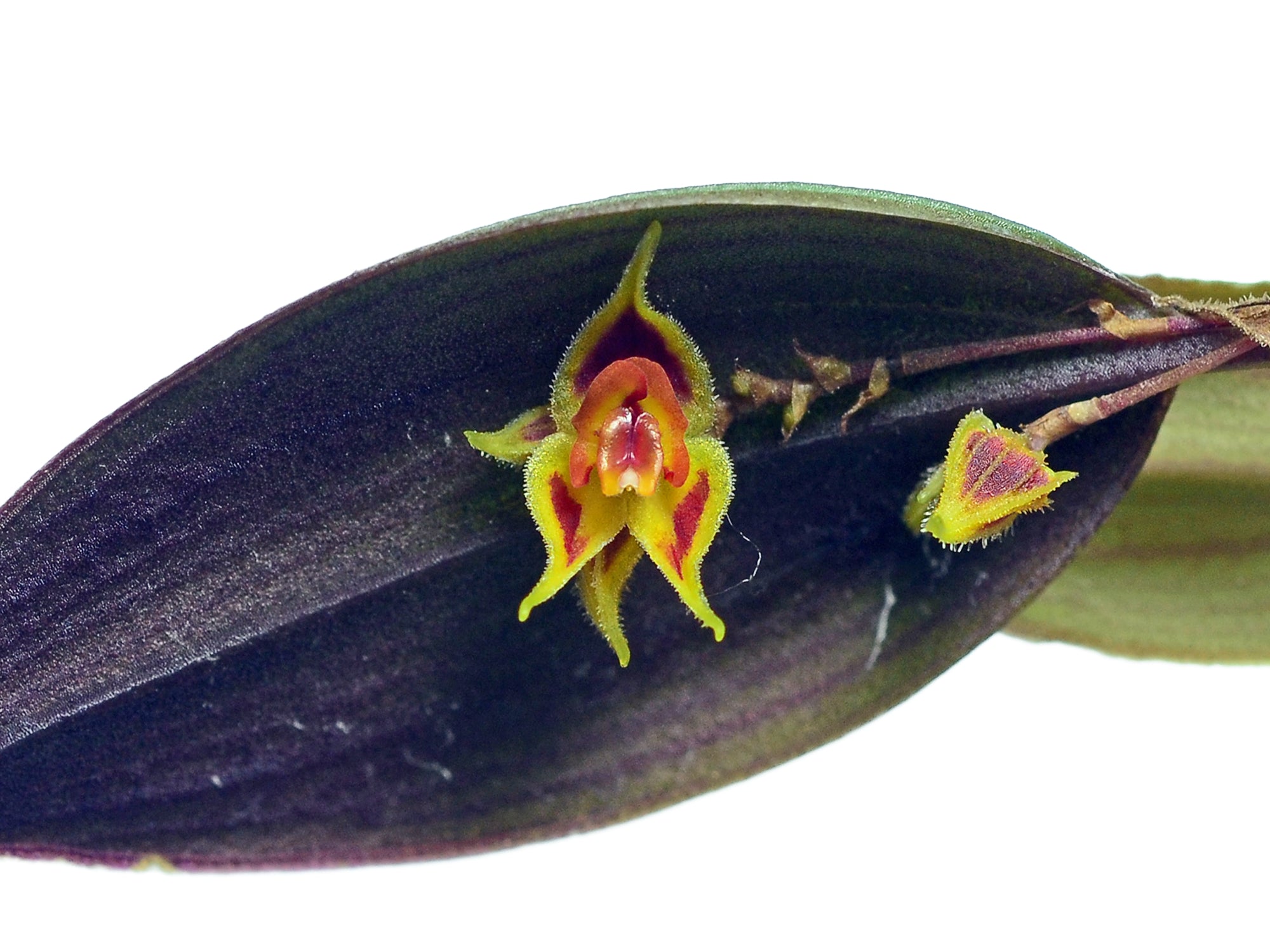 Lepanthes zamorensis – Cool-Growing Miniature Orchid from Ecuador
