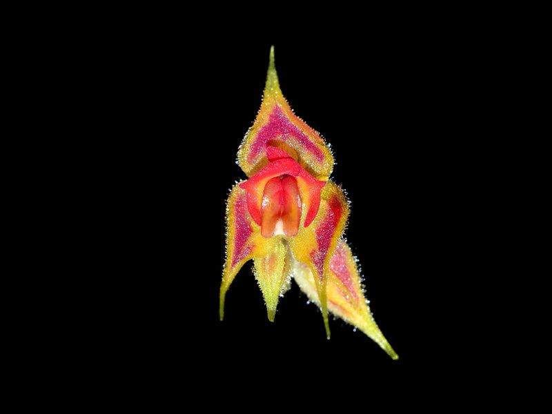 Lepanthes zamorensis