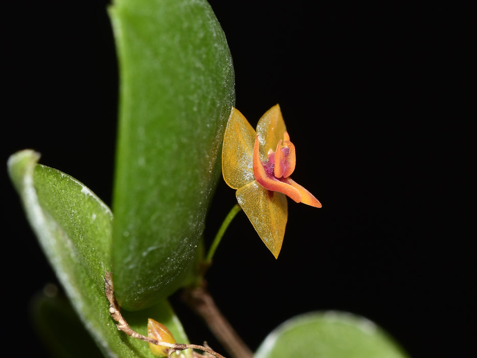 Lepanthes zapotensis