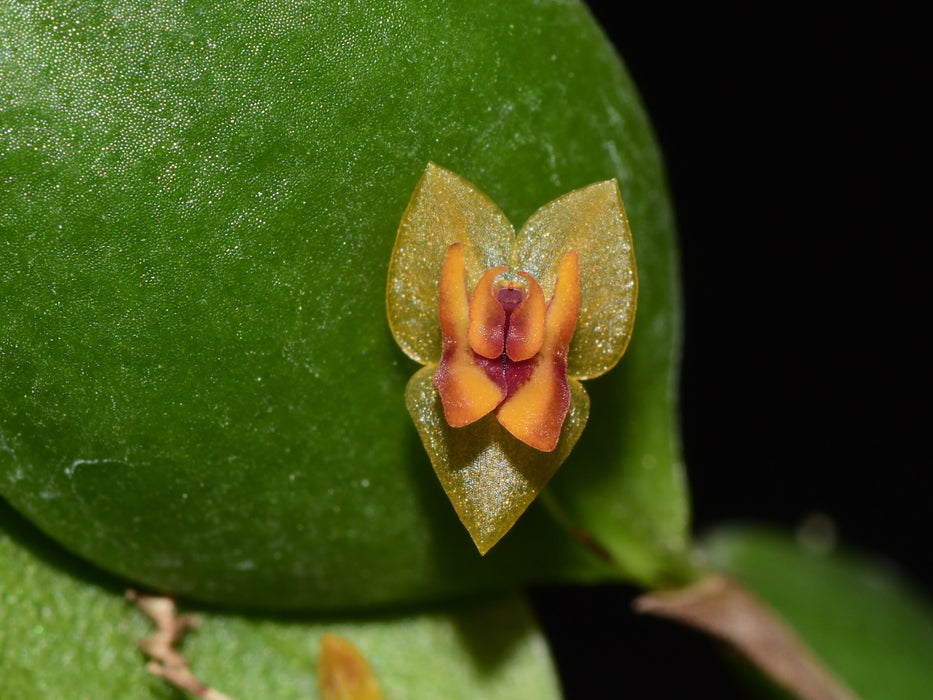 Lepanthes zapotensis