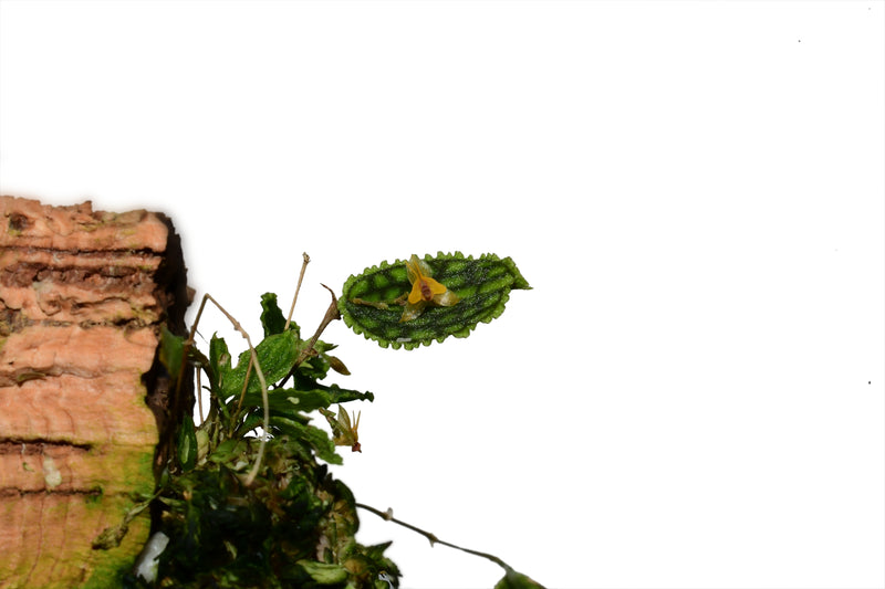 Lepanthes tortuosa x Lths. volador