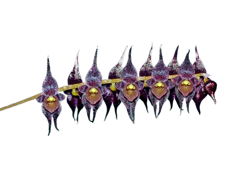 Lepanthopsis acetabulum