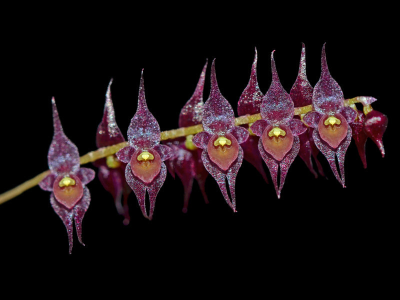 Lepanthopsis acetabulum