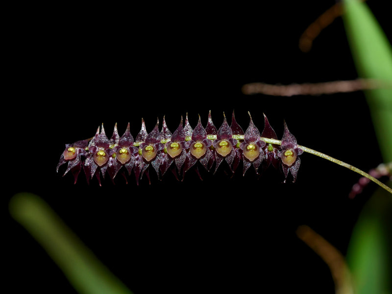 Lepanthopsis acetabulum