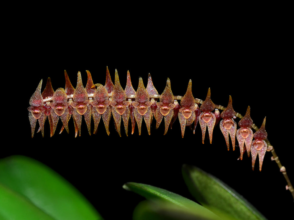 Lepanthopsis acuminata — Ecuagenera Orquídeas del Ecuador